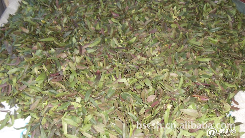 乐清市大荆百岁草铁皮石斛种养场成立于2009年.