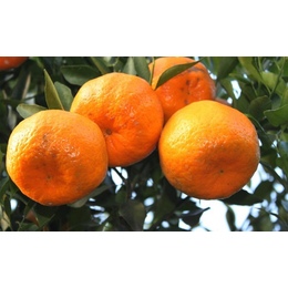 四川柑橘苗特点 四川柑橘苗出售 四川柑橘苗种
