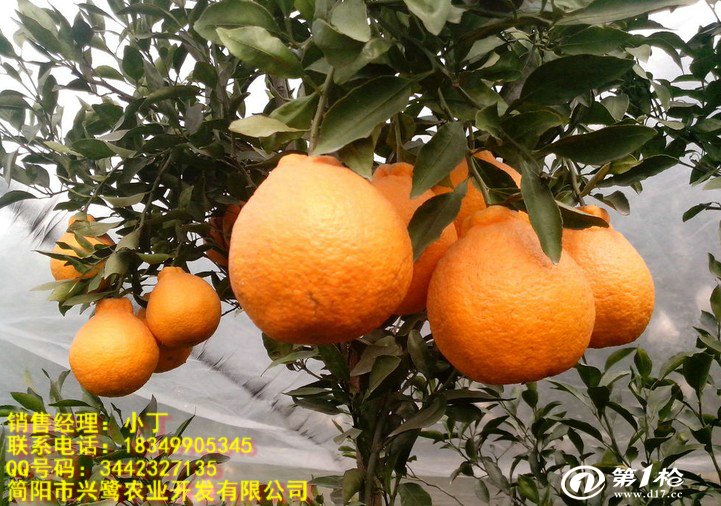 重庆柑橘苗价格 重庆柑橘苗种植技术 重庆柑橘