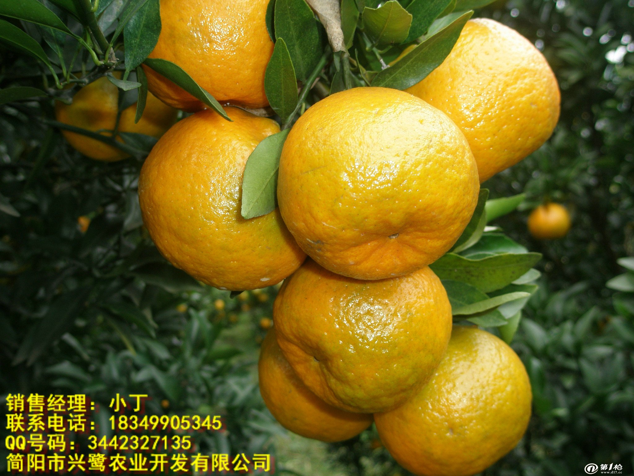 重庆柑橘苗价格 重庆柑橘苗种植技术 重庆柑橘