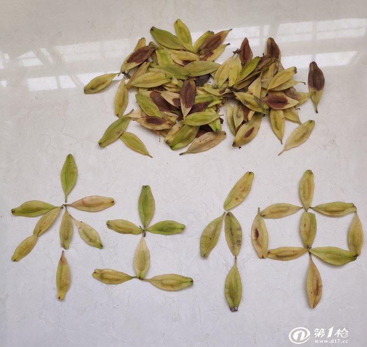 植物黄金 杜仲产业前景巨大 杜仲种子价格