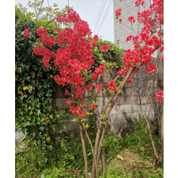 多杆映山红小苗基地-多杆映山红小苗-鹤峰县世茂苗木