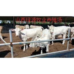 山西肉牛养殖基地贵州肉牛缩略图