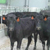 山西肉牛养殖基地小肉牛犊肉牛价格缩略图1