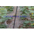 河南平顶山市西红柿葡萄16毫米滴灌带设备缩略图4