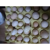 贵州原生态土鸡蛋 山林散养土鸡蛋 贵州慧农鸡蛋