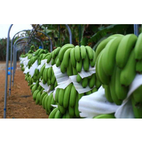  广东香蕉 湛江香牙蕉龙牙蕉产地 配送****粉蕉 大蕉 香蕉代购 