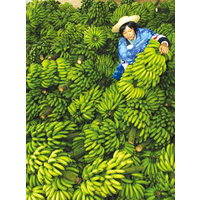 湛江雷州香蕉基地代购银川龙牙蕉 呼和浩特大蕉产地*缩略图
