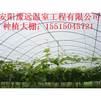 郑州蔬菜温室大棚建造价格