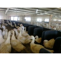 嘉汇农牧公司****快速的鸭用产蛋箱
