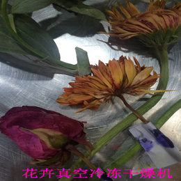 果蔬真空冷冻干机 鲜花冷冻干机厂家批发  