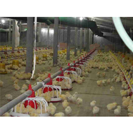 山东济宁嘉汇农牧机械设备有限公司批发代理的鸡用供水线