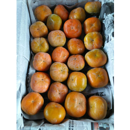 陕西七月黄柿子产地七月黄柿子基地水果柿子价格