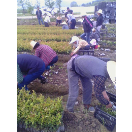 油茶树苗哪个品种好(图)、油茶树苗价格、油茶树苗