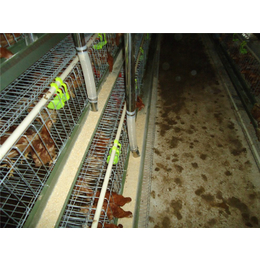 嘉汇农牧公司*的鸡用自动供水线
