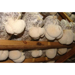 黑龙江猴头菇,猴头菇,腾飞食用菌(多图)缩略图