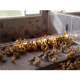 山东济宁嘉汇农牧机械设备有限公司*的鸭用自动供水线