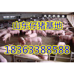沭阳仔猪基地三元仔猪优良种10-60公斤低价供应批发