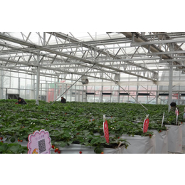 山东五合蔬菜种植温室
