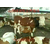 山西肉牛养殖基地小肉牛犊肉牛价格缩略图2