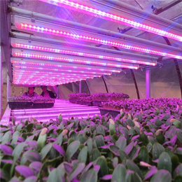 鑫龙海农业照明(图),山东植物补光灯,植物补光灯