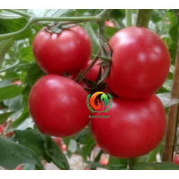 冠县西红柿苗|蔬菜种苗(在线咨询)|出售西红柿苗