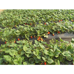仁源农业科技(图)、奶油草莓苗价格、宿迁奶油草莓苗缩略图