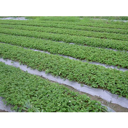 淮安奶油草莓苗|奶油草莓苗价格|仁源农业科技