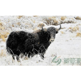 藏御源(图)|北京牛肉礼品盒厂家|牛肉礼品缩略图