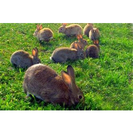 广西杂交野兔养殖_盛佳生态养殖_盛佳杂交野兔养殖加盟缩略图