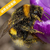 熊蜂授粉的优势丨熊蜂授粉减少灰霉病丨熊蜂丨嘉禾源硕 缩略图2