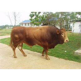 海南养牛、万隆牧业(在线咨询)、怎样养牛肥
