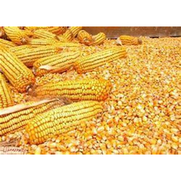 菏泽玉米|乔氏面粉|玉米加工生产