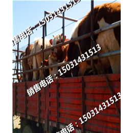西门塔尔牛犊养殖场肉牛犊的价格