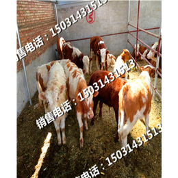 西门塔尔牛犊养殖肉牛犊苗价格