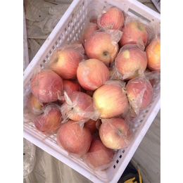 陕西高原红膜袋红富士苹果价格70以上0.85元一斤