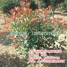 绿地苗木热情服务(图)、红叶石楠小苗、西藏红叶石楠