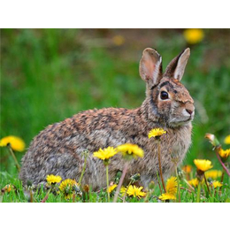 奔月野兔、奔月野兔湖北特产、盛佳生态养殖(多图)