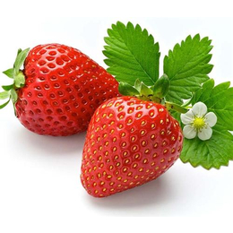 南阳草莓、南阳大山生态园有机草莓熟了、南阳草莓熟了