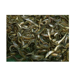 嘉诚****泥鳅|抚州泥鳅繁殖技术培训|泥鳅繁殖技术培训