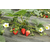 茂名红颜草莓苗、红颜草莓苗基地、志达园艺场缩略图1