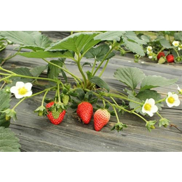 茂名红颜草莓苗、红颜草莓苗基地、志达园艺场
