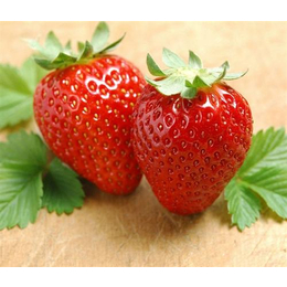 南阳摘草莓去哪|南阳草莓|南阳大山生态园有机草莓熟了