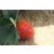 奶油草莓苗、龙鑫苗木、奶油草莓苗基地缩略图1