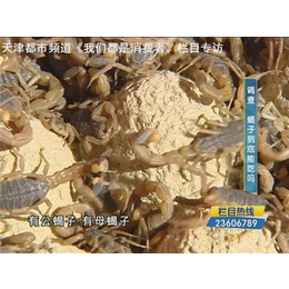 黑龙江蝎子养殖,军辉蝎子养殖(已认证),蝎子养殖北京