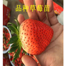 草莓苗价格|草莓苗批发商|甜查理草莓苗价格