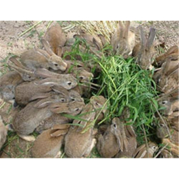 天津奔月野兔、奔月野兔养殖省心经营、盛佳生态养殖
