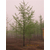 平湖市白果树、泰康银杏(已认证)、25公分白果树缩略图1