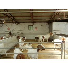 东北出肉率高的羊波尔山羊|波尔山羊|新民卢屯公社