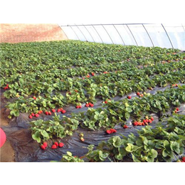 滨州甜宝草莓苗、仁源农业科技(在线咨询)、甜宝草莓苗基地